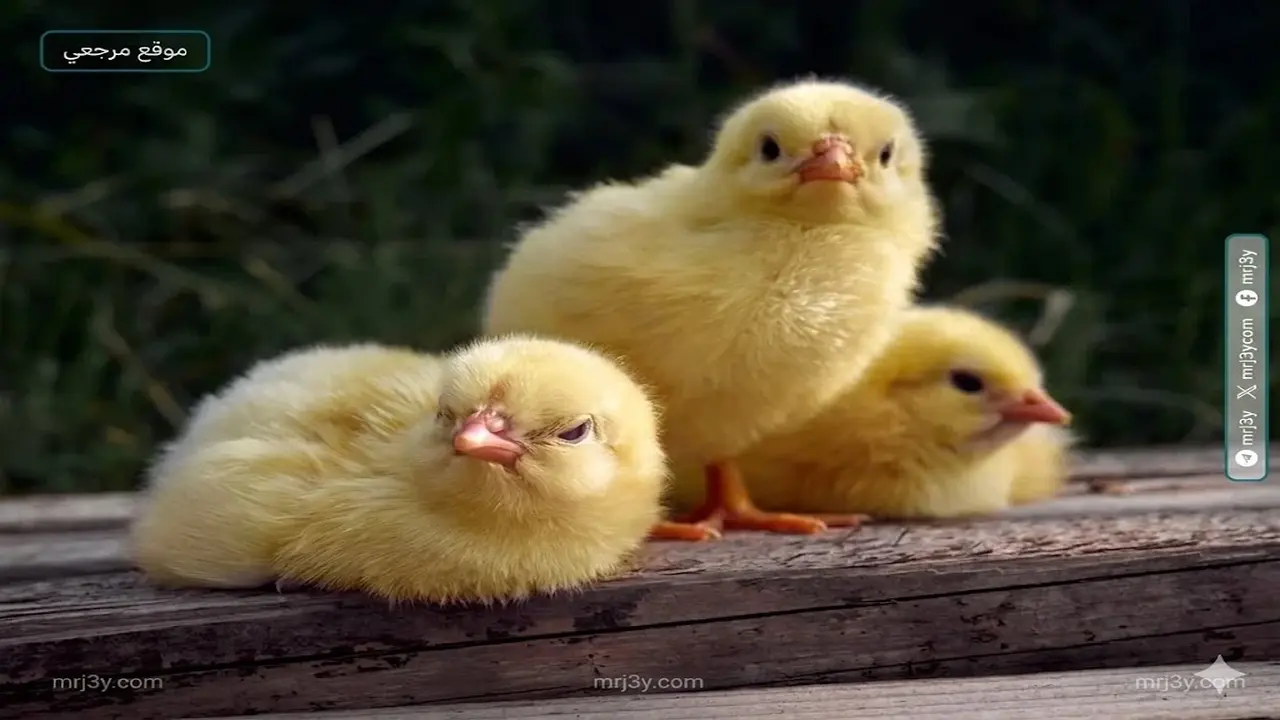 قفزة في أسعار الكتاكيت والبط عمر يوم داخل بورصة الدواجن المحلية